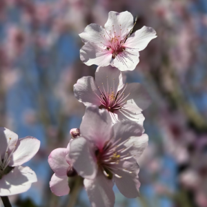 sakura